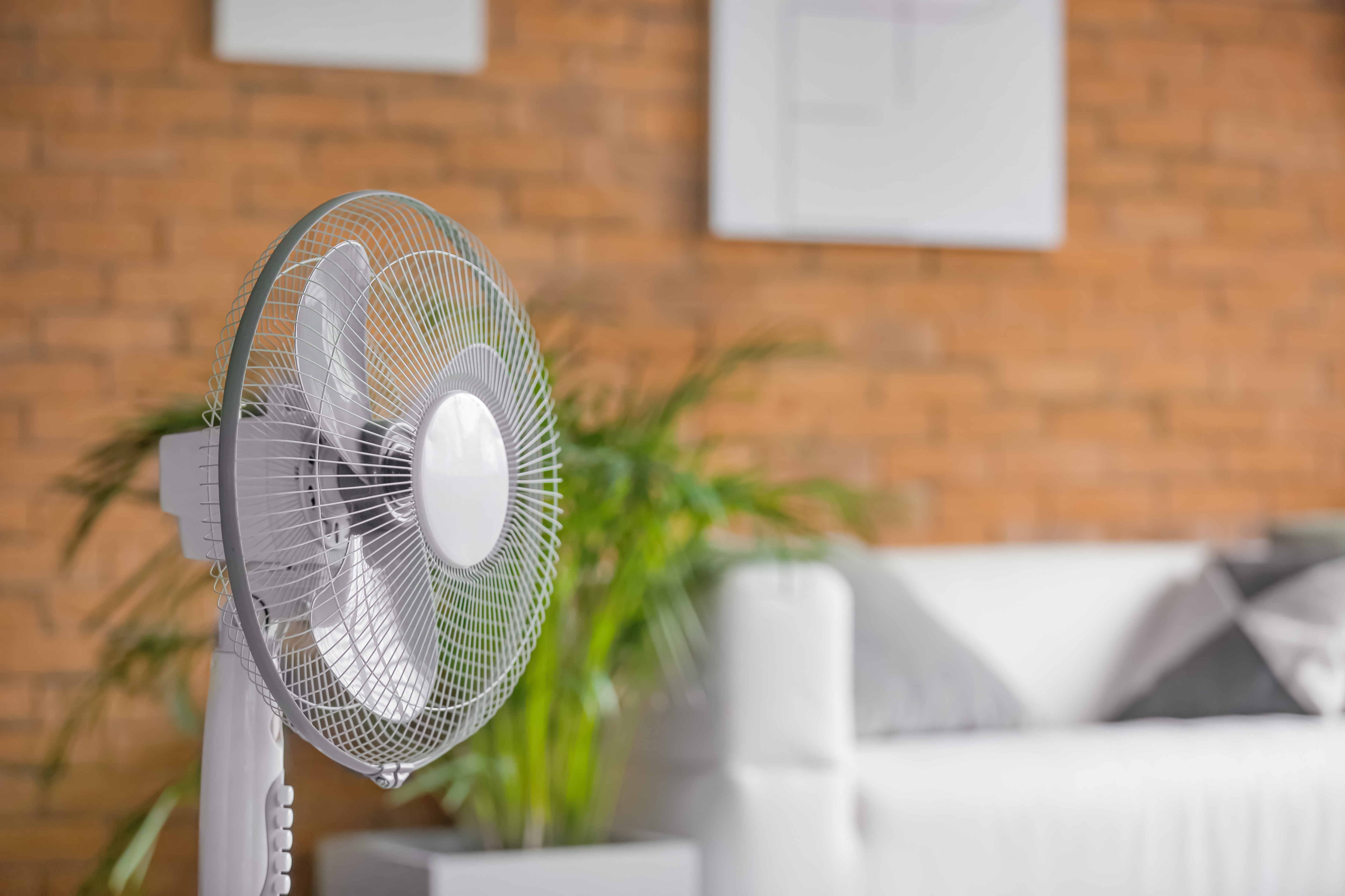 Fan